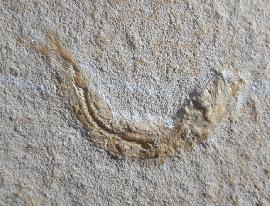 Solnhofen - Fische - Leptolepides sprattiformis (BLAINVILLE 1818)